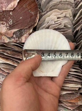 扇贝贝壳海贝天然红色