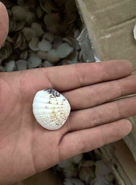 海沙贝天然贝壳海螺海星鱼缸造景幼儿园手工diy打孔漂流瓶装饰