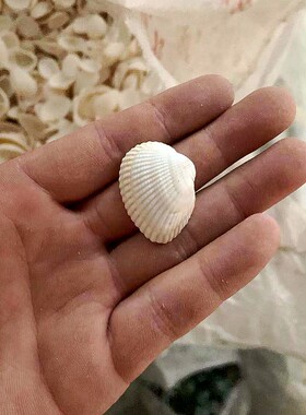 白色椰子贝天然贝壳海螺海星鱼缸造景幼儿园手工diy漂流瓶装饰