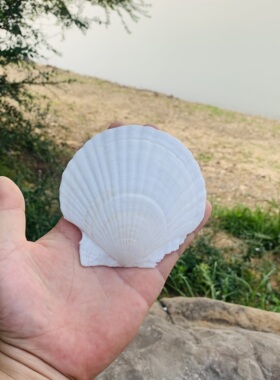 扇贝壳装饰手工天然创意