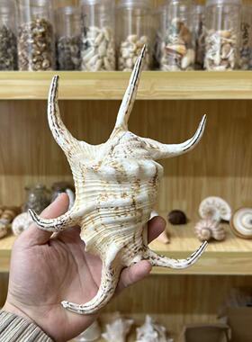 天然大海螺贝壳装饰摆件鱼缸海洋风标本收藏品工艺品