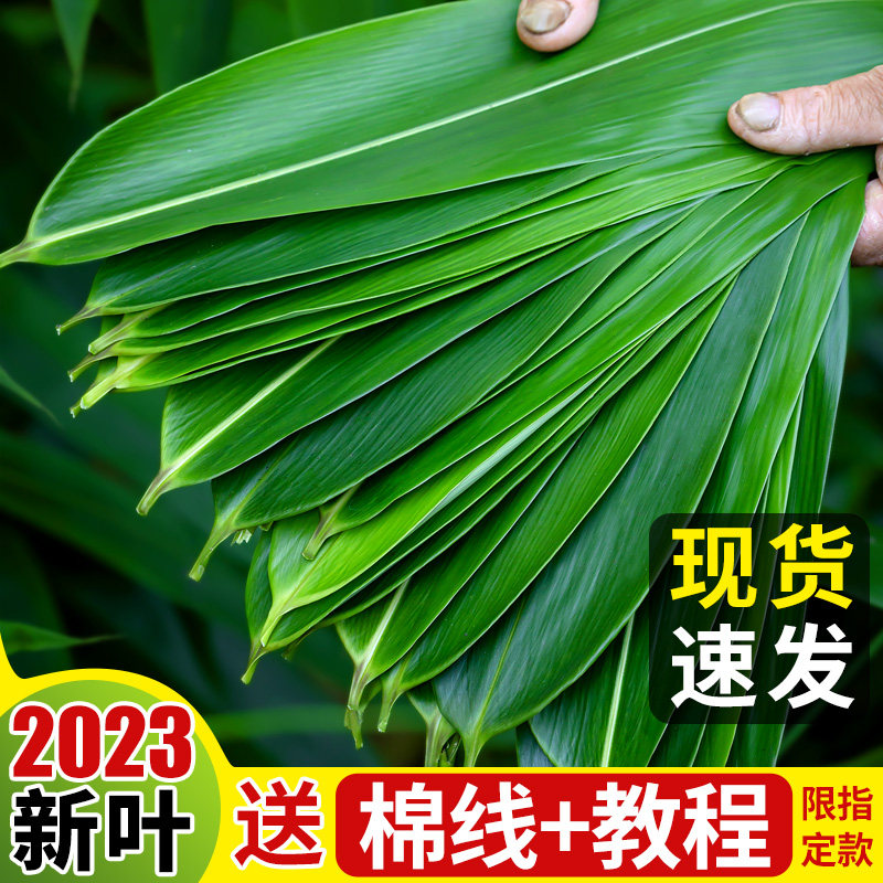 粽子叶粽叶免邮新鲜大号新叶宽棕叶干包粽子的叶子特大批发端午节_虎窝淘