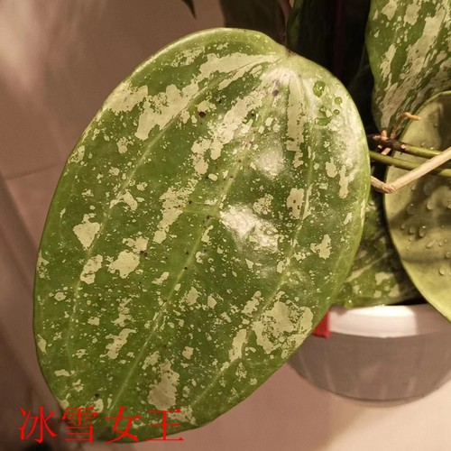 球兰枝条1-56号大方叶崖县天涯修斯科尔牧羊人绿叶锦阳台盆栽花卉 - 图3