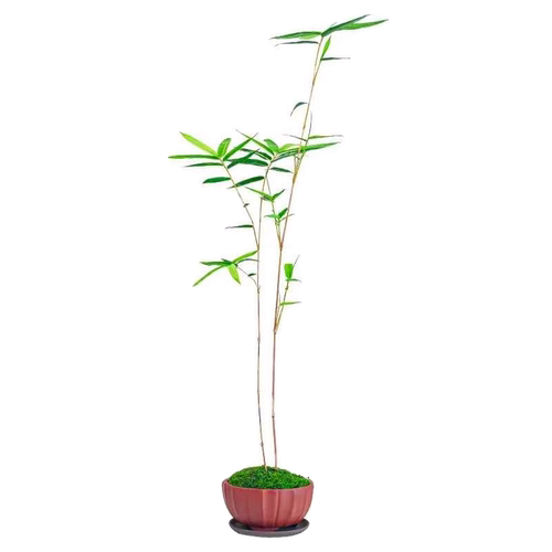 苔藓红观音竹盆栽日本红寒竹室内客厅水培绿植耐寒好养植物竹盆景 - 图3