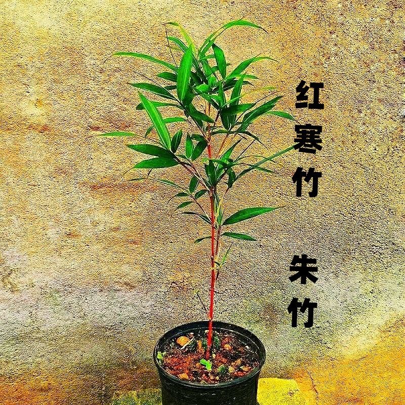 日本红寒竹红观音竹内门竹室内庭院四季常青水培好养绿植盆栽包邮_虎窝淘