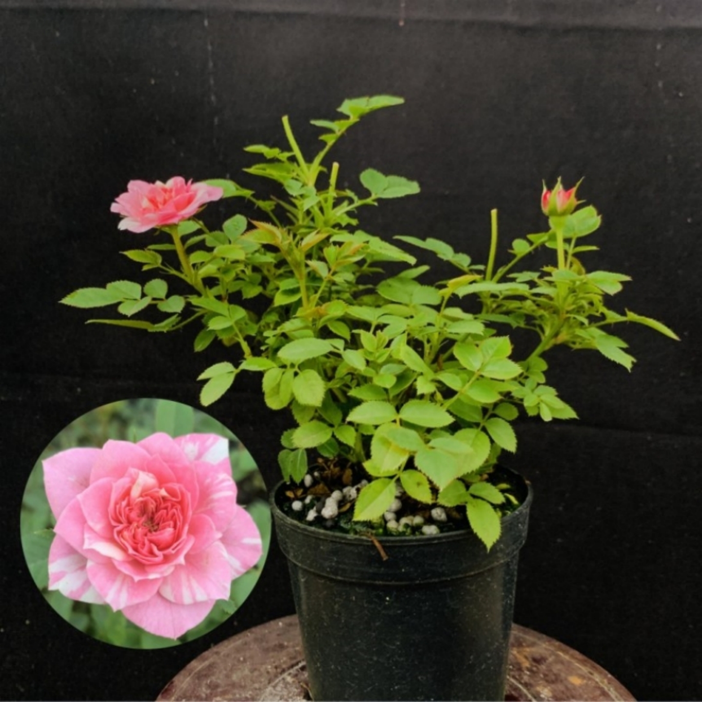 超微闪电月季迷你姬月季玫瑰花苗重瓣灌木植物阳台常年开花小盆栽 - 图2