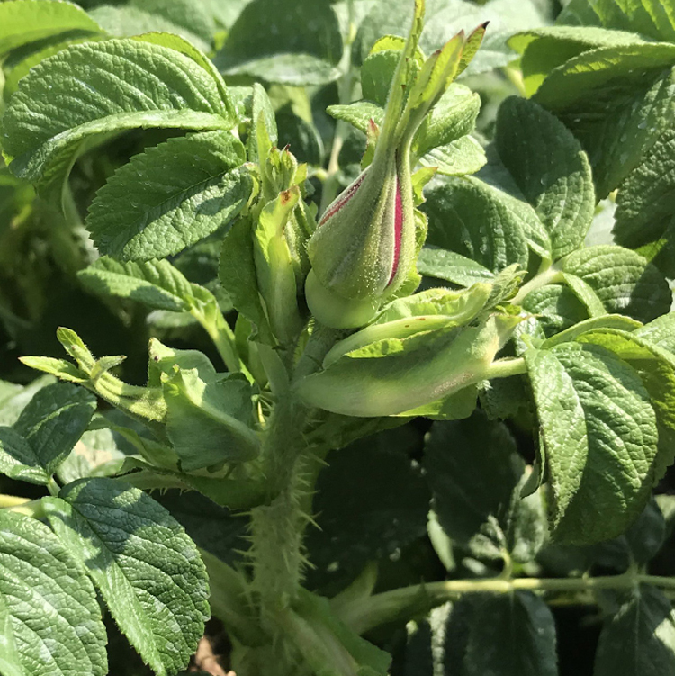 可食用玫瑰花大苗盆栽平阴玫瑰树苗室内阳台庭院四季浓香花卉植物 - 图0