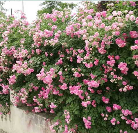 大游行蔷薇花苗爬藤阳台四季藤本月季浓香庭院爬墙植物玫瑰花盆栽 - 图1