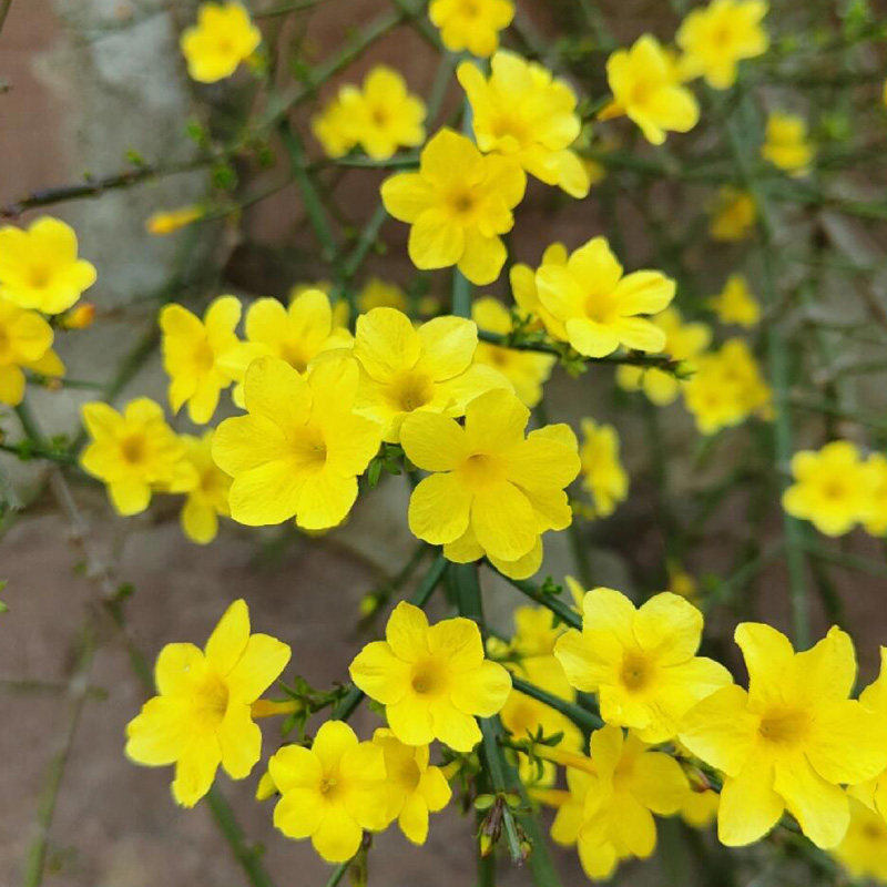 耐寒迎春花树苗盆景探春花庭院盆栽攀援爬藤垂吊类花卉报春花植物,淘宝优惠券,粉丝福利购,淘宝优惠卷