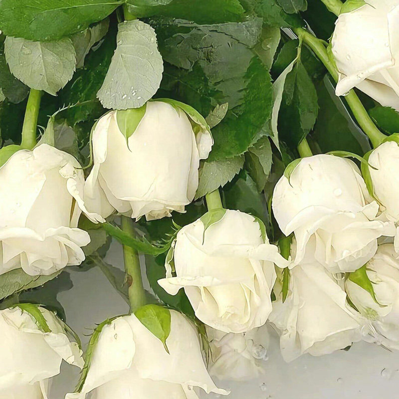 白色奥哈娜浓果香味白色玫瑰花大苗盆栽室内阳台庭院盆栽花卉绿植,淘宝优惠券,粉丝福利购,淘宝优惠卷