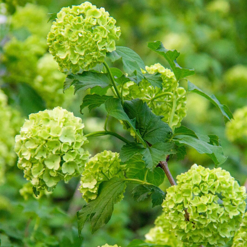 欧洲乔木绣球玫瑰棒棒糖花苗盆栽阳台庭院耐寒耐晒花卉绿植物树苗 - 图1