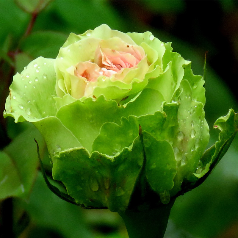 绿星月季花大苗盆栽绿色花朵四季开植物阳台别墅花卉玫瑰直立性好-图0