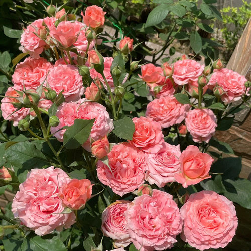 珊瑚果冻月季花苗粉色特大花浓香阳台庭院花卉四季玫瑰不垂头耐晒 - 图2