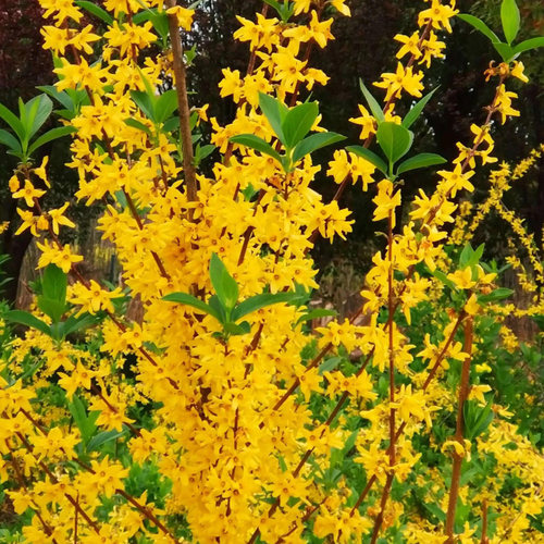 连翘花苗盆栽庭院阳台迎春花黄老虎宅旁亭阶墙隅篱下护坡花卉植物 - 图1