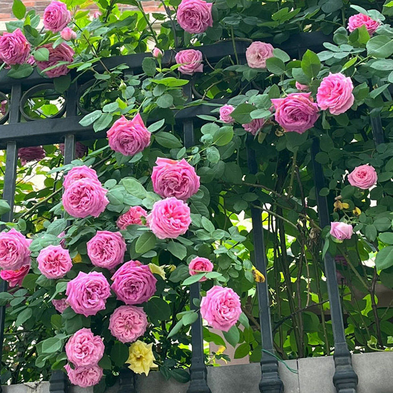 无刺特大花朵藤本浓香月季花苗盆栽西枝牡丹四季庭院爬藤蔷薇花卉,淘宝优惠券,粉丝福利购,淘宝优惠卷