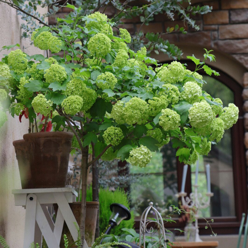 欧洲乔木绣球玫瑰棒棒糖花苗盆栽阳台庭院耐寒耐晒花卉绿植物树苗 - 图0
