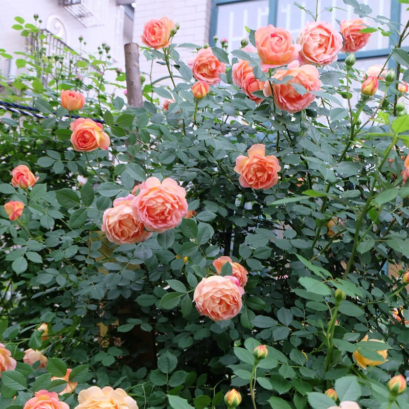 夏洛特夫人藤本月季花大苗阳台院墙爬藤花卉植物盆栽大花浓香四季-图2