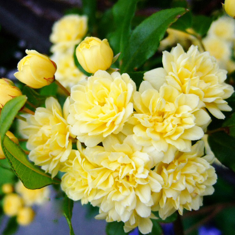 甜蜜红木香花苗浓香花卉白木香阳台庭院爬藤植物黄木香花盆栽四季 - 图1