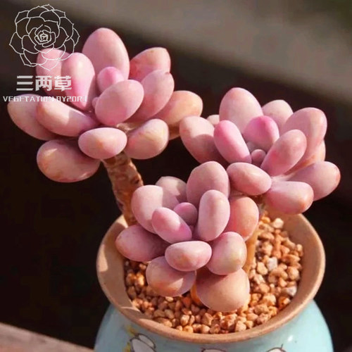 【一物一拍】命运桃蛋老桩 糖果桃蛋群生多头多肉植物大棚直销 - 图0