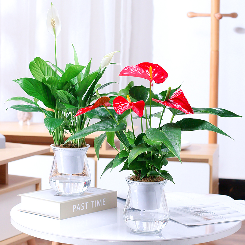 水培白掌盆绿植花卉室内客厅好养活一帆风顺红掌鸿运当头玻璃美观 - 图1