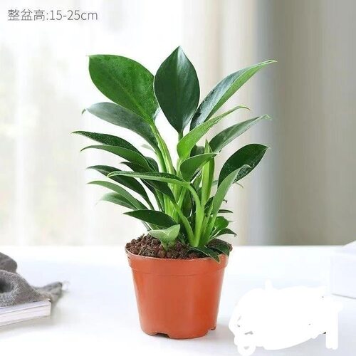 金钻绿公主盆栽室内绿植花卉四季常绿水培懒人盆栽吸水盆客厅桌摆 - 图2