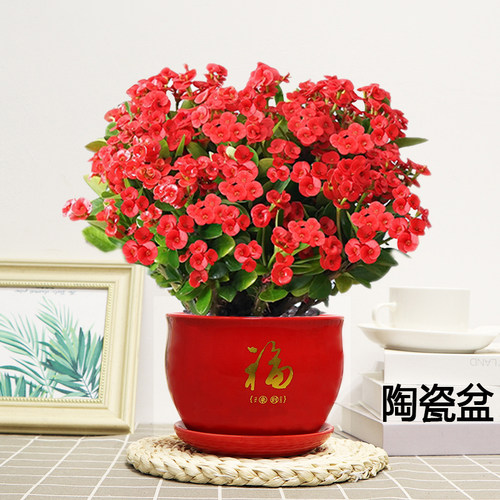 虎刺梅铁海棠花卉盆栽绿植室内阳台好养活红花开花美观陶瓷盆 - 图3