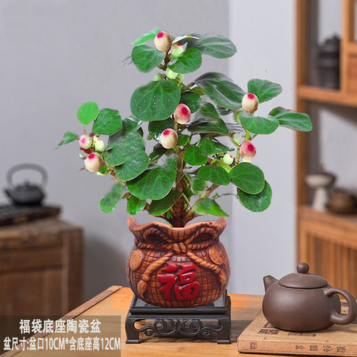 小盼菩提室内绿植花卉菩提树中式禅意桌面摆件饰物好养绿植盆景 - 图1