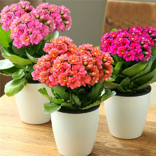 长寿花盆栽重瓣苗大植物四季开花好养易活金狐狸长寿花苞办公室内 - 图0