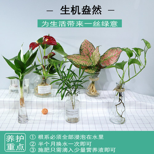 水培绿萝裸根水养绿植物大叶绿箩花卉发财树白吉利红掌富贵竹吊 - 图2