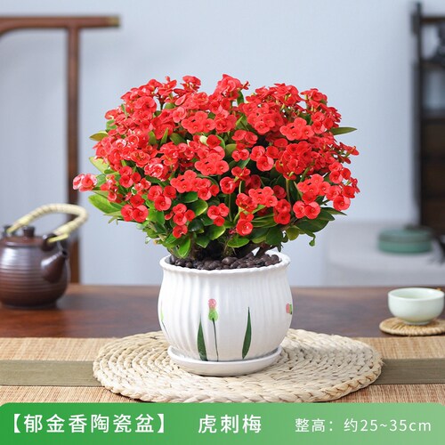 虎刺梅铁海棠花卉盆栽绿植室内阳台好养活红花开花美观陶瓷盆 - 图0