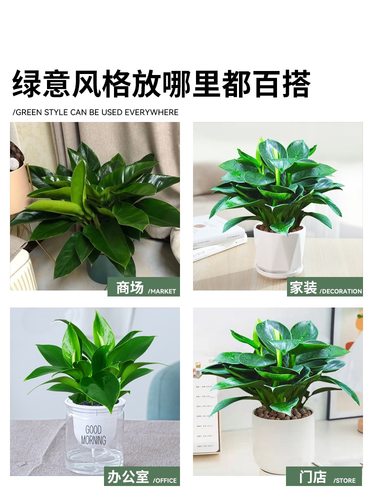 金钻绿公主盆栽花卉室内植物水培好养净化空气美观绿叶植物陶瓷盆 - 图1