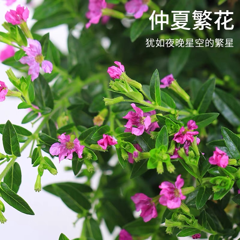 满天星盆栽绿植花卉室内客厅好养四季开花美观花苞办公桌面小盆景