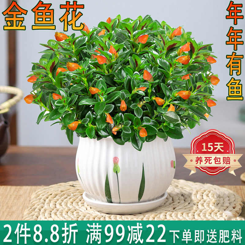 四季金鱼花 Top 900件四季金鱼花 22年11月更新 Taobao
