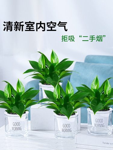 金钻绿公主盆栽花卉室内植物水培好养净化空气美观绿叶植物陶瓷盆 - 图2
