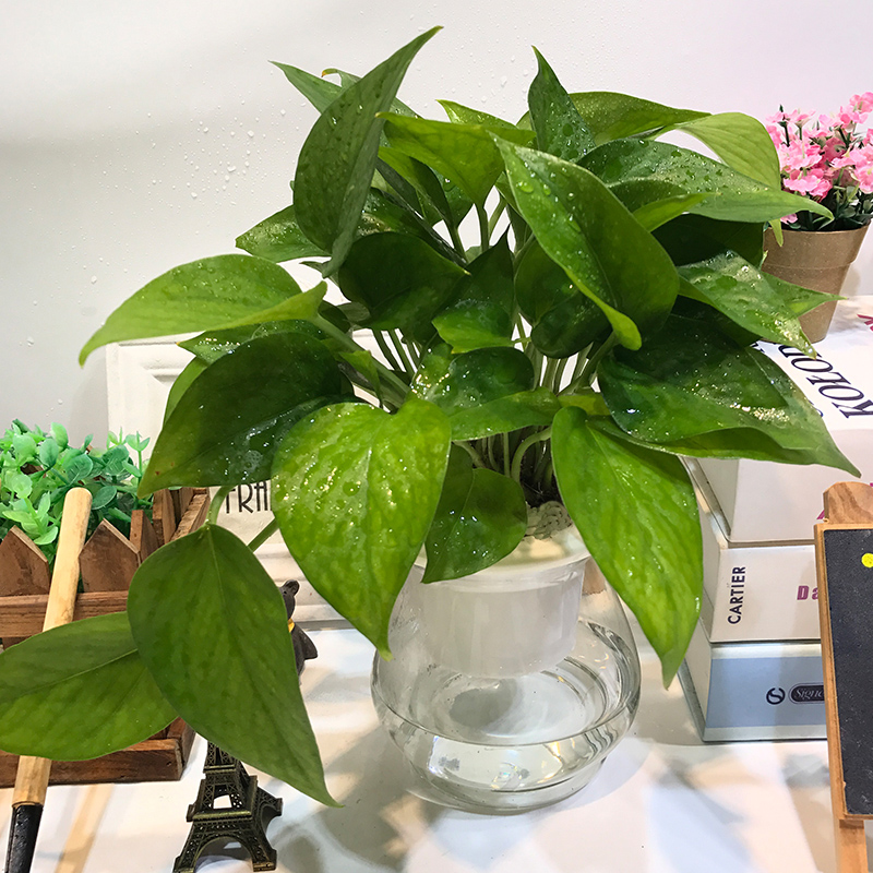 观音竹水培植物富贵竹步步高绿植绿萝盆栽室内水养栀子花卉发财树 观音竹水培植物富贵竹步步高绿植绿萝盆栽室内水养栀子花卉发财树