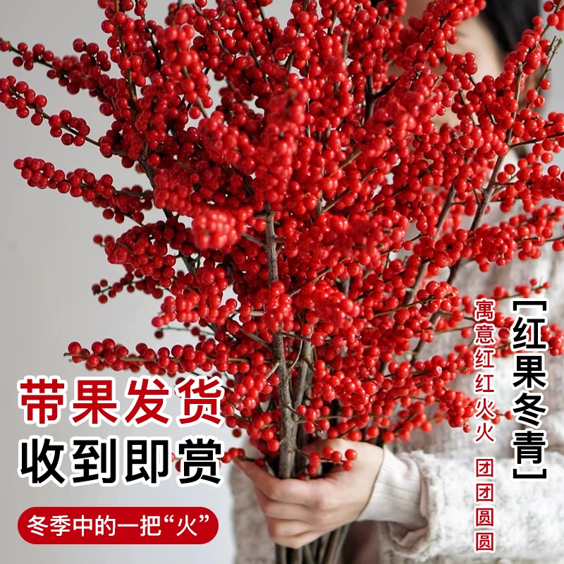 北美冬青红果2025新年装饰真花鲜切水培带果室内年宵花卉家用插瓶,淘宝优惠券,粉丝福利购,淘宝优惠卷