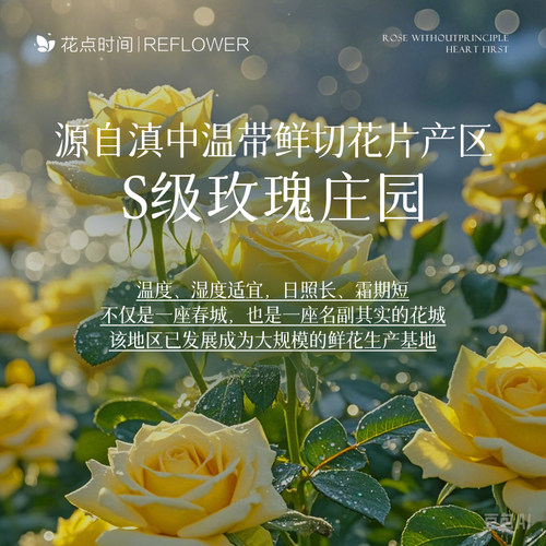 花点时间黄玫瑰鲜花云南基地直发水养家用瓶插室内品质鲜切花束送 - 图3