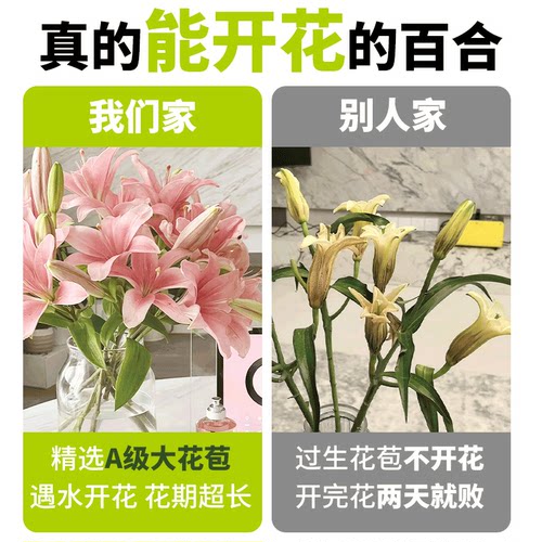 花点时间新鲜香水百合云南直发昆明基地鲜切花重瓣百合花水养插花 - 图2