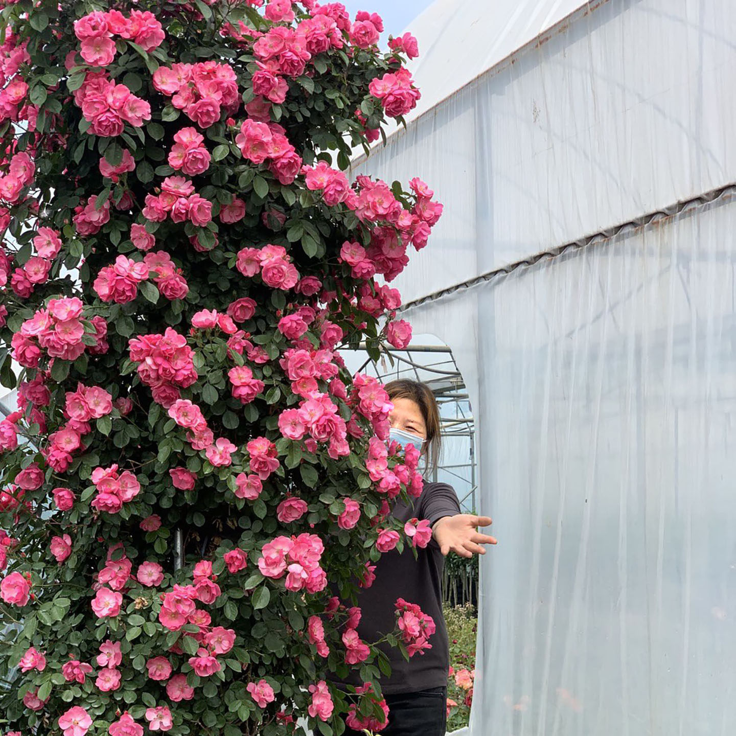 安吉拉藤本月季花大苗盆栽丰花多头阳台庭院爬藤蔷薇花苗多季开花,淘宝优惠券,粉丝福利购,淘宝优惠卷