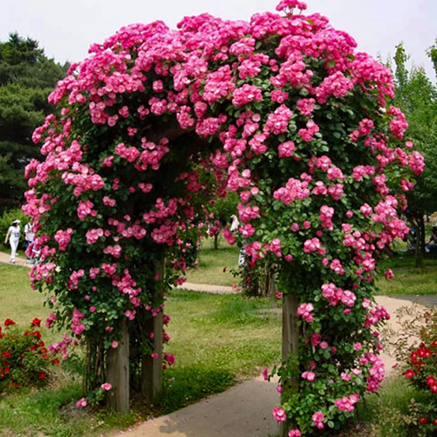 安吉拉藤本月季花大苗盆栽丰花多头阳台庭院爬藤蔷薇花苗多季开花,淘宝优惠券,粉丝福利购,淘宝优惠卷