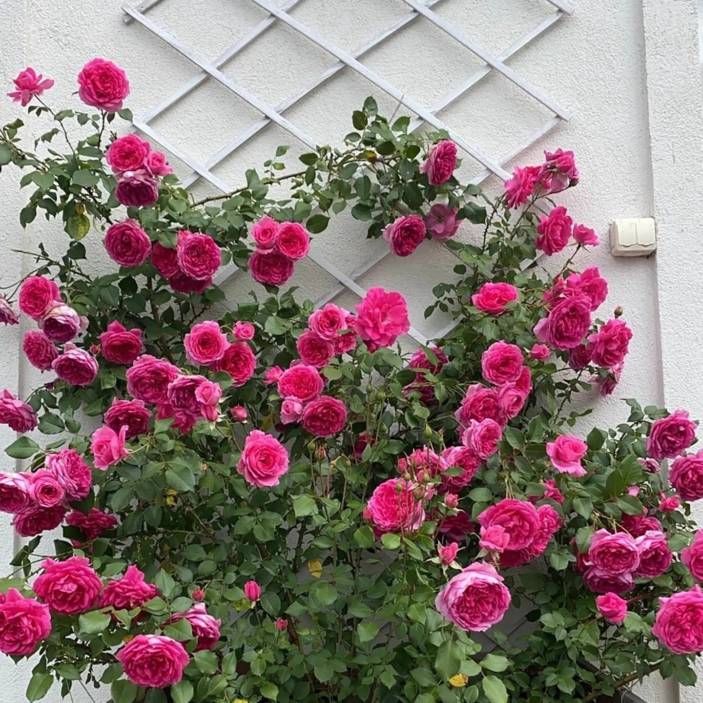 粉龙沙宝石爬藤蔷薇花苗庭院拱门藤本月季多季特大花玫瑰阳台植物,淘宝优惠券,粉丝福利购,淘宝优惠卷