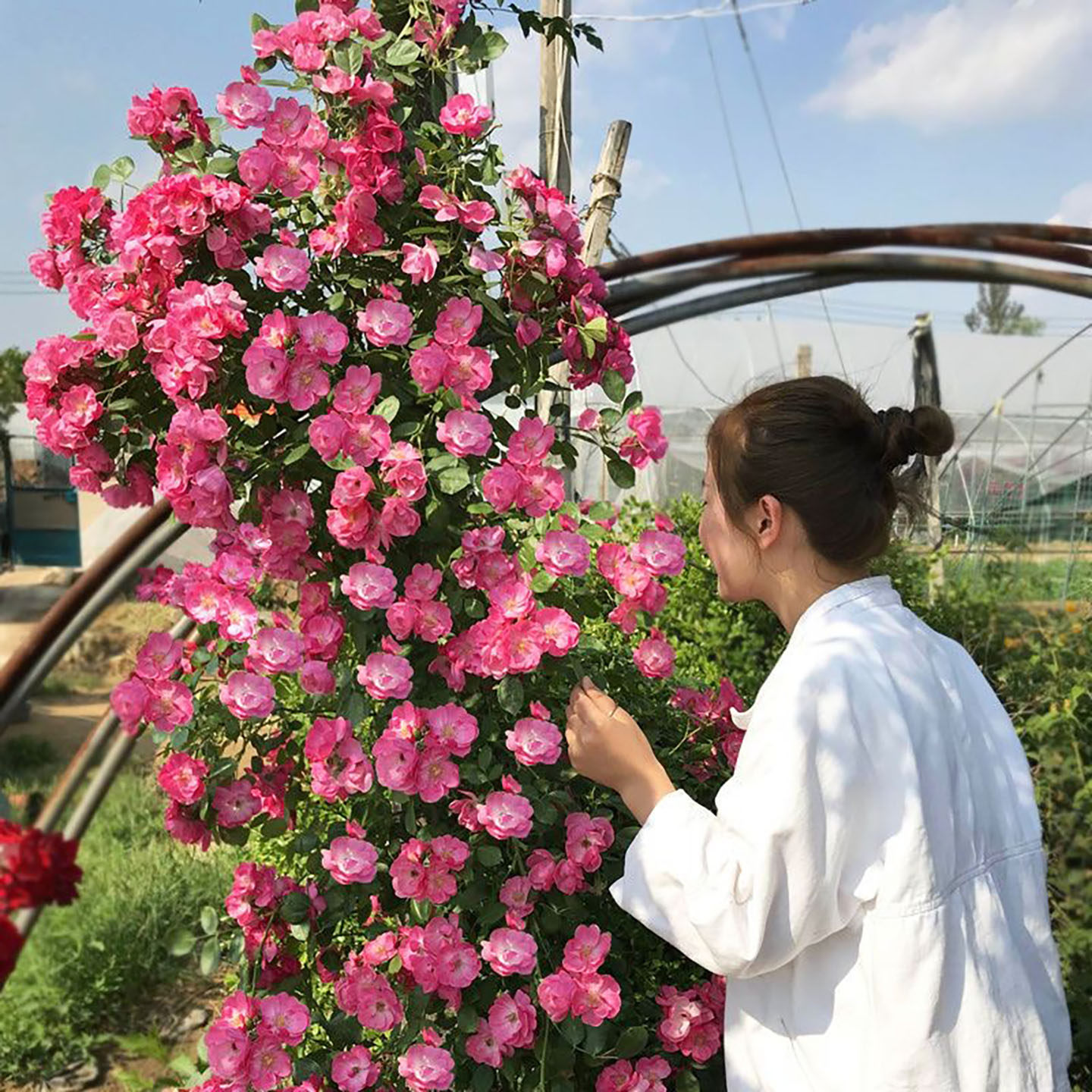 粉龙沙宝石爬藤蔷薇花苗庭院拱门藤本月季多季特大花玫瑰阳台植物,淘宝优惠券,粉丝福利购,淘宝优惠卷