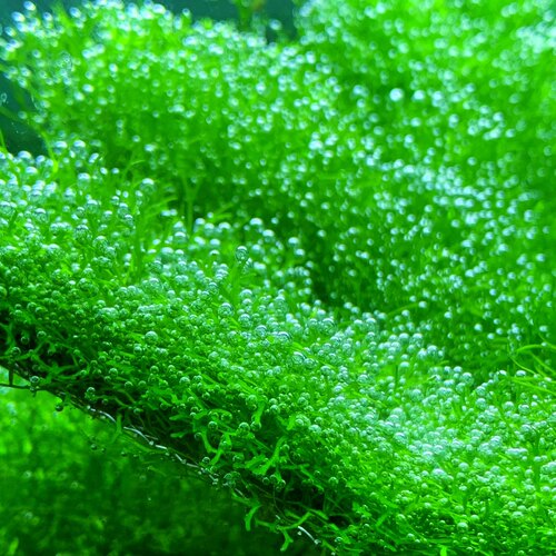 鱼缸造景活体植物冒泡的水草增氧垂泪莫斯鹿角苔三角新手易养 - 图1