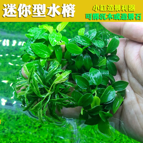迷你水榕辣椒榕迷你榕幽灵蓝精灵沉木造景小缸微型缸阴性水草易养 - 图0