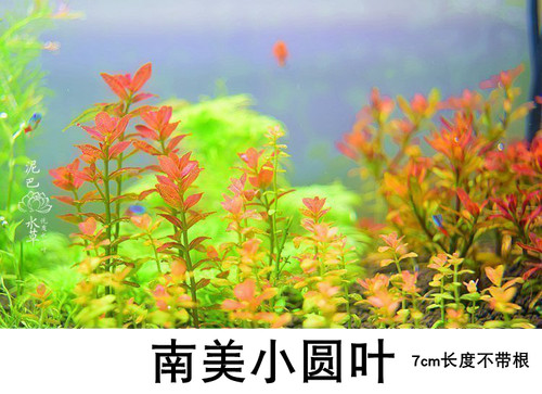 水草缸后景荷兰景血宫廷绿宫廷印度小竹节紫红丁香绿菊新手水草 - 图3