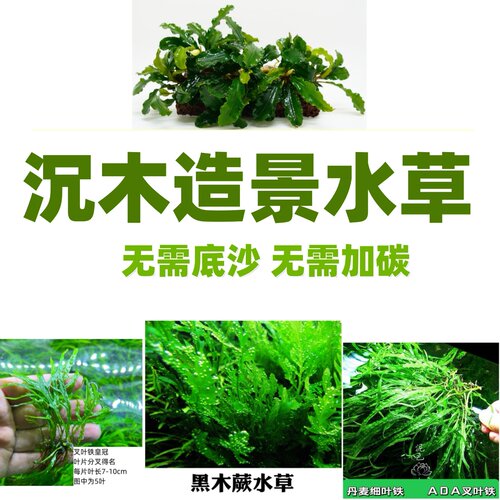 矮种黑木蕨黑木蕨细叶铁叉叶水下叶阴性水草沉木水草无需二氧化碳 - 图2