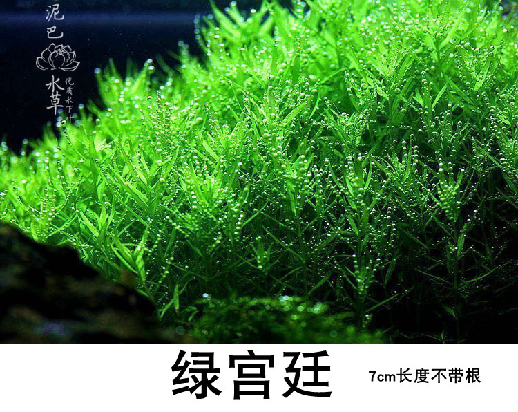 玩家级水下叶 红宫廷 绿宫廷  丹麦血宫廷 水草鱼缸造景水草,淘宝优惠券,粉丝福利购,淘宝优惠卷