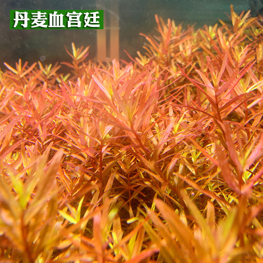 玩家级水下叶 红宫廷 绿宫廷  丹麦血宫廷 水草鱼缸造景水草,淘宝优惠券,粉丝福利购,淘宝优惠卷