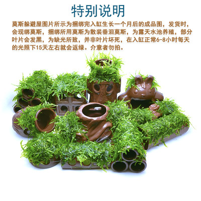 虾屋莫斯虾窝水族孵化罐小鱼躲避洞水晶虾躲避屋 虎窝淘