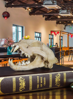 大象豹头化石科普教学动物骨骼